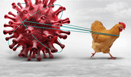 فيروس &quot;H5N1&quot;... العالم أمام وباء جديد &quot;قاتل&quot; هكذا يُمكن إيقافه