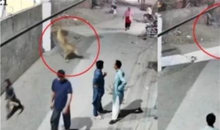بالفيديو.. أسد هارب ينقض على أم وطفليها وسط ضحكات أصحابه!